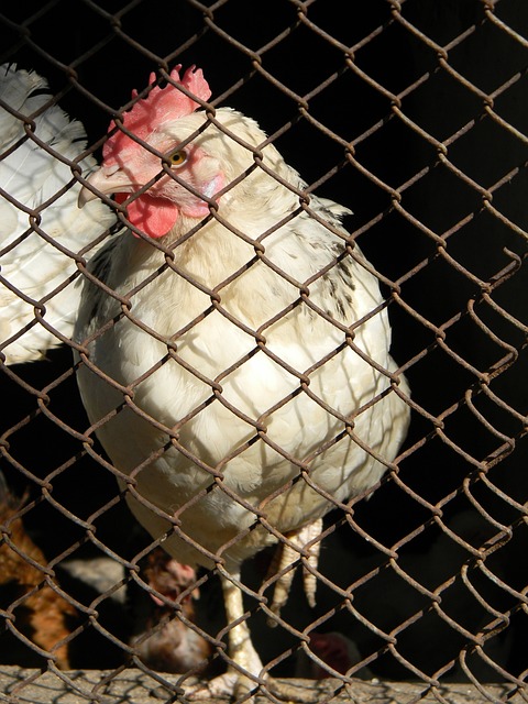 比赛强调了 比赛强调了